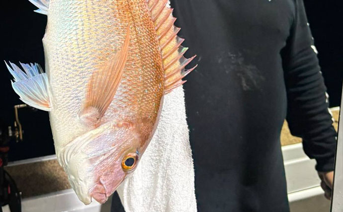 釣ったイカ泳がせて60cm超えマダイ【天王丸・福岡】イカも90尾超えと夜焚きを満喫！