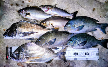 夜の磯フカセ釣りで40cm超えクロダイ＆ヘダイ【千葉】 メジナにイサキも交じり4魚種手中！