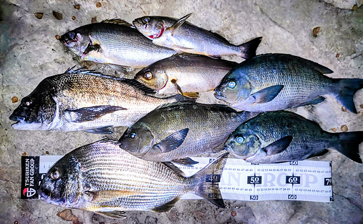夜の磯フカセ釣りで40cm超えクロダイ＆ヘダイ【千葉】 メジナにイサキ