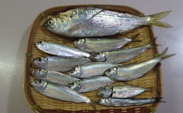潮止まりは無反応でも潮が動いた途端にサッパ連発！ サビキ釣りで4魚種を…