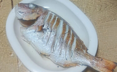 釣魚で作る「秋の味覚」レシピ：小型マダイの丸干し　塩は少なめでOK