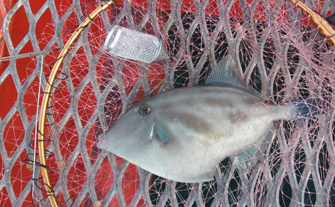 「小アジが全く釣れない…」 狙いと仕掛けを変えたら34cmウマヅラハギ登場！【須磨海づり公園】