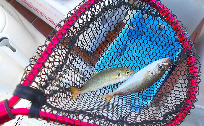 のませ釣りの「エサ確保」が実は面白い！　小アジを探していたらついつい50匹キャッチ