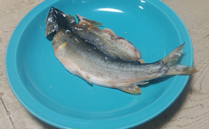 釣ったアユで作る「ちょい干し」レシピ　薄めの塩加減が最大のポイント！