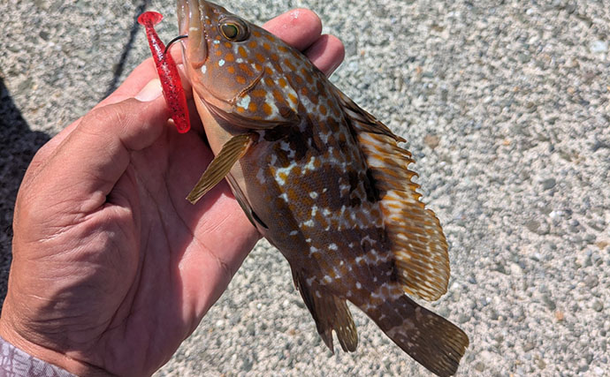 根魚狙いなのに「足元」で全く釣れない？ 沖の深場へフルキャストしてアオハタ17匹
