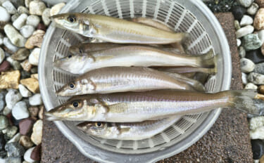 サーフでの投げ釣りで24cm頭にシロギス40尾！【福岡】5色以上の遠距…