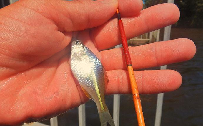 霞ヶ浦のタナゴ釣りで107尾　オオタナゴ＆タイリクバラタナゴの「束釣り」を達成