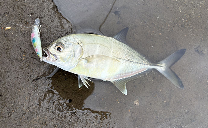 潮位が50cm上がるとメッキが消えた？ 上流へ移動すると再び魚影を発見【南伊豆】