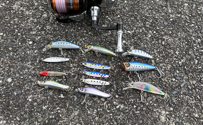 潮位が50cm上がるとメッキが消えた？ 上流へ移動すると再び魚影を発見【南伊豆】