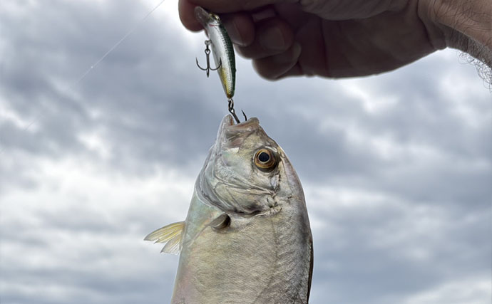 潮位が50cm上がるとメッキが消えた？ 上流へ移動すると再び魚影を発見【南伊豆】