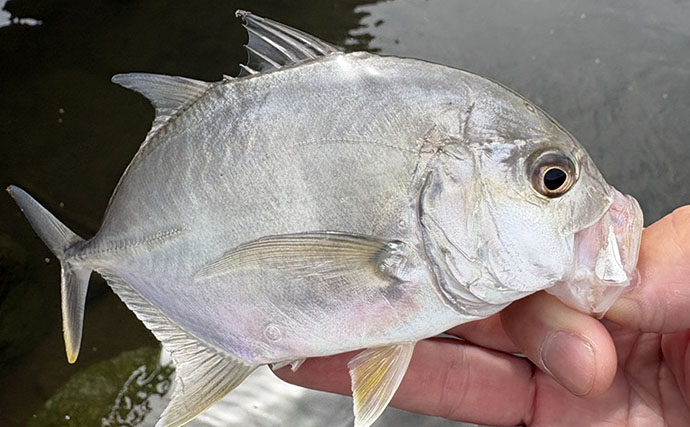 潮位が50cm上がるとメッキが消えた？ 上流へ移動すると再び魚影を発見【南伊豆】
