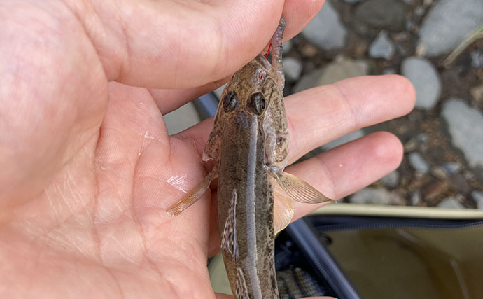 「ハゼは濁りより澄んだ水がお好き？」 透明度が高い沖を狙うと15cm超の良型が続々【木曽川】
