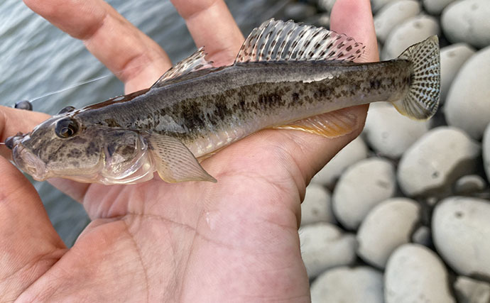 「ハゼは濁りより澄んだ水がお好き？」 透明度が高い沖を狙うと15cm超の良型が続々【木曽川】
