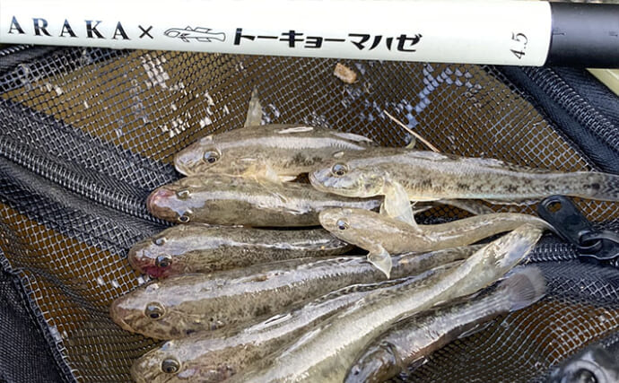 「ハゼは濁りより澄んだ水がお好き？」 透明度が高い沖を狙うと15cm超の良型が続々【木曽川】