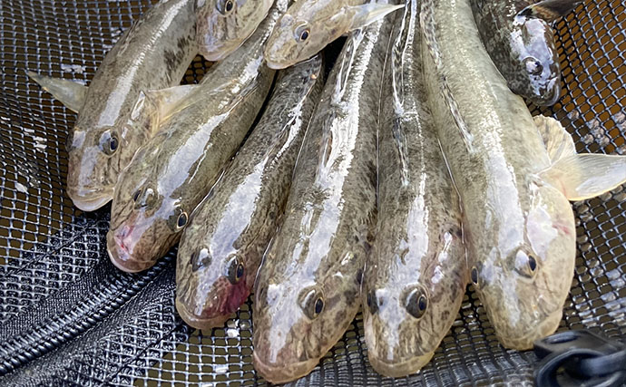 「ハゼは濁りより澄んだ水がお好き？」 透明度が高い沖を狙うと15cm超の良型が続々【木曽川】