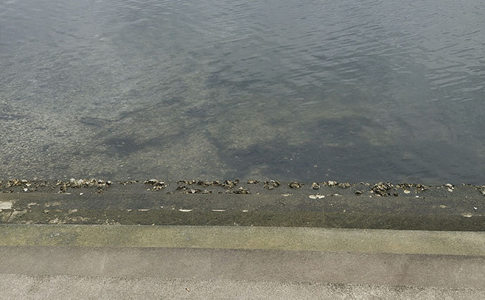 釣れる条件は水温だけではない？ データ分析で見つけたアジの本命条件は「26℃台＋流れ＋カキ殻」