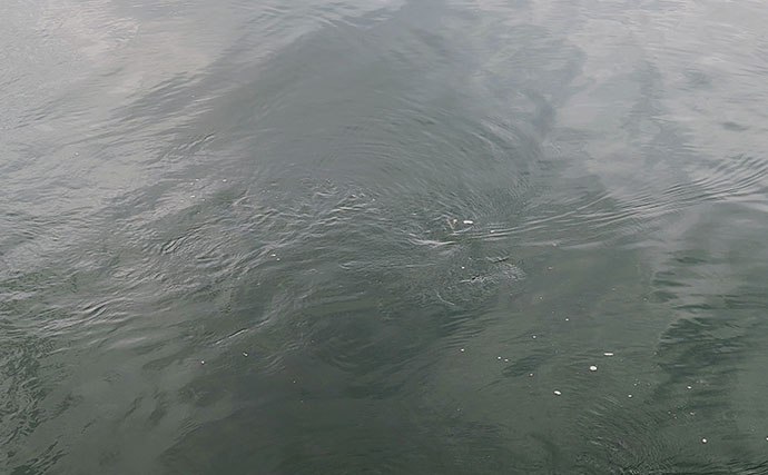 釣れる条件は水温だけではない？ データ分析で見つけたアジの本命条件は「26℃台＋流れ＋カキ殻」