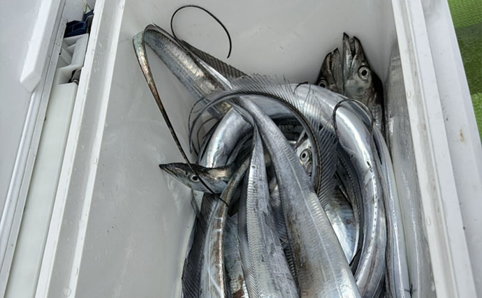 隣は連発なのに自分だけ釣れない？ 針を替えた途端にアタリ連発でタチウオ20本【東京湾】