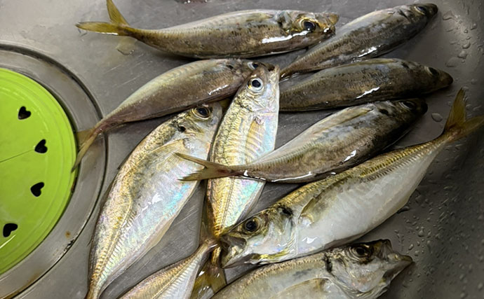ライトタックル片手に釣り歩いたら何魚種釣れる？ 35cmヒラセイゴにアジ＆カマスも登場【三浦半島】