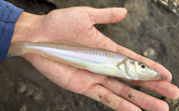 三浦半島でランガン「チョイ投げ釣り」 キスは低調もハゼ爆釣で55匹！【神奈川】