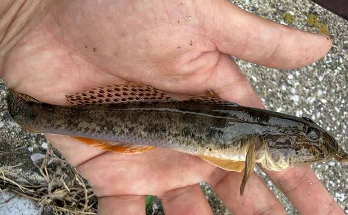 三浦半島でランガン「チョイ投げ釣り」 キスは低調もハゼ爆釣で55匹！【神奈川】