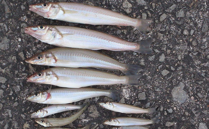 約40年前の「レトロタックル」でキス釣り！ リールを40g軽くすると何が変わった？【和歌山】