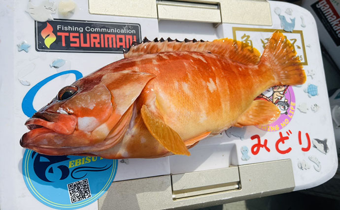 50cm超が次々ヒットする「オオモンハタ祭り」！ 40cm級アカハタも登場【大分】
