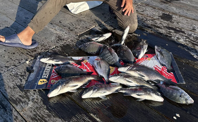 イカダでのダンゴ釣り本格シーズン間近！ エサ取りのボラを攻略して本命クロダイ16匹手中