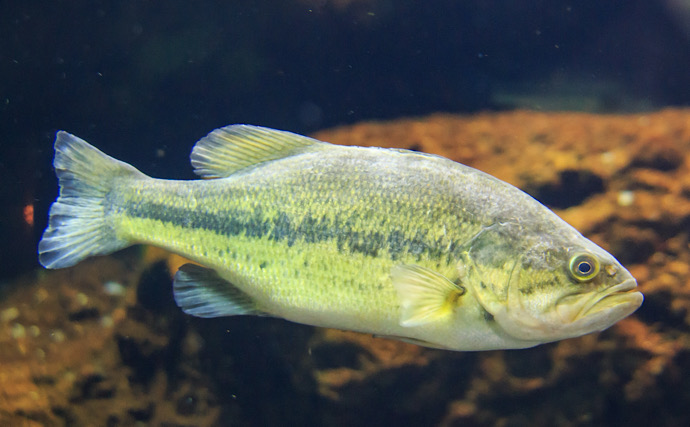 縁日の「金魚」がまさかの外来種リスト入り！ 身近な観賞魚が問題視されたワケとは？