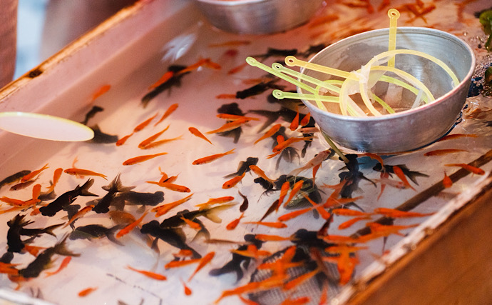 縁日の「金魚」がまさかの外来種リスト入り！ 身近な観賞魚が問題視されたワケとは？