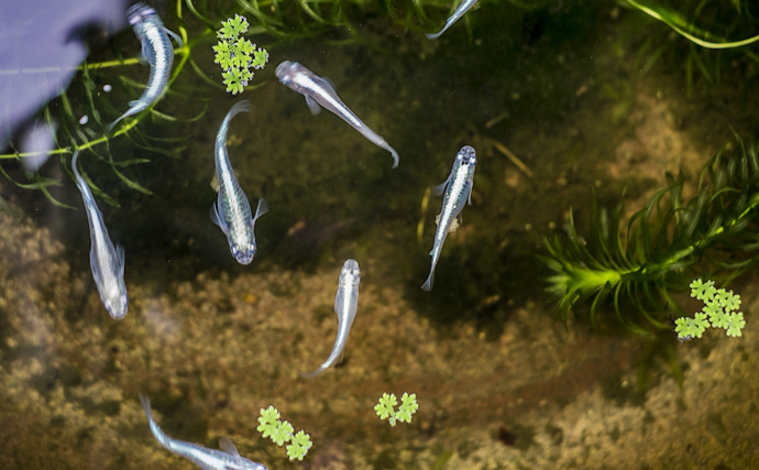 縁日の「金魚」がまさかの外来種リスト入り！ 身近な観賞魚が問題視されたワケとは？
