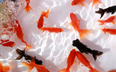 縁日の「金魚」がまさかの外来種リスト入り！ 身近な観賞魚が問題視されたワケとは？