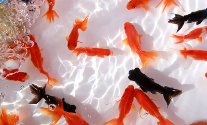 縁日の「金魚」がまさかの外来種リスト入り！ 身近な観賞魚が問題視されたワケとは？