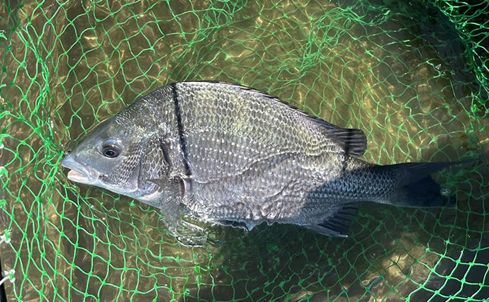 気温34℃の真っ昼間にクロダイ落とし込み釣り！5時間粘って良型4枚【最大46cm】