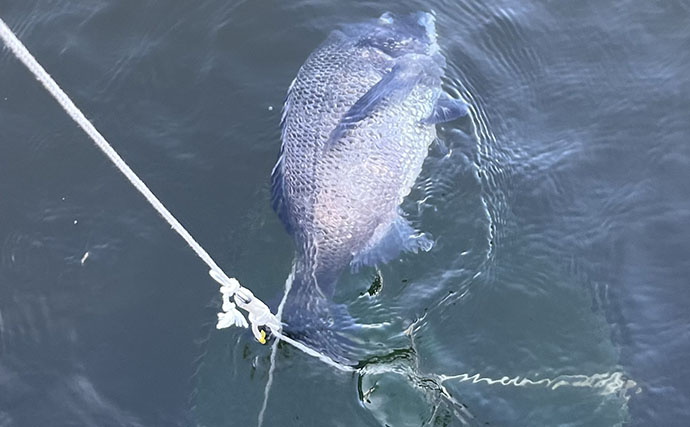 気温34℃の真っ昼間にクロダイ落とし込み釣り！5時間粘って良型4枚【最大46cm】