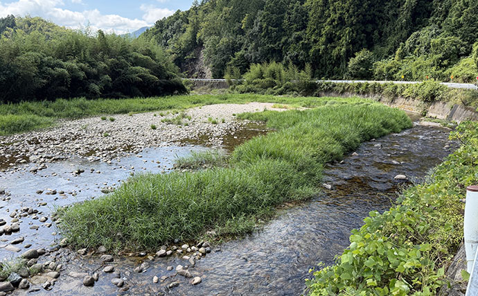 小瀬川でのトモ釣りで20cm頭にアユ27尾【広島】渇水のチャラ瀬で好反応！