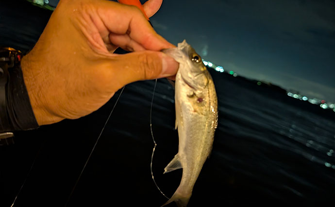 夏の夜に「電気ウキ」を眺めてのんびり釣行　潮が反転するとセイゴがヒット！