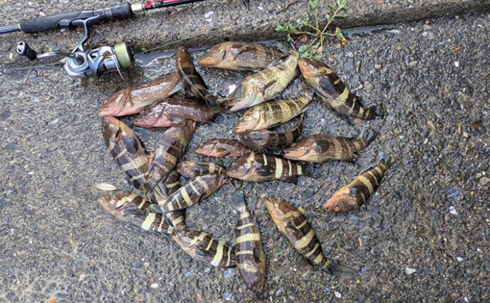 根魚狙いなのに「足元」で全く釣れない？ 沖の深場へフルキャストしてアオハタ17匹