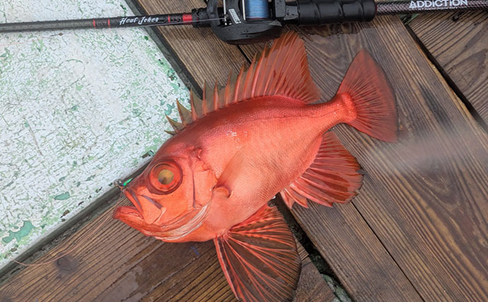 500円の「格安ジグ」でも魚は釣れるのか？ 初対面のマトウダイがヒット【三重】