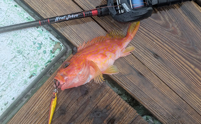 500円の「格安ジグ」でも魚は釣れるのか？ 初対面のマトウダイがヒット【三重】