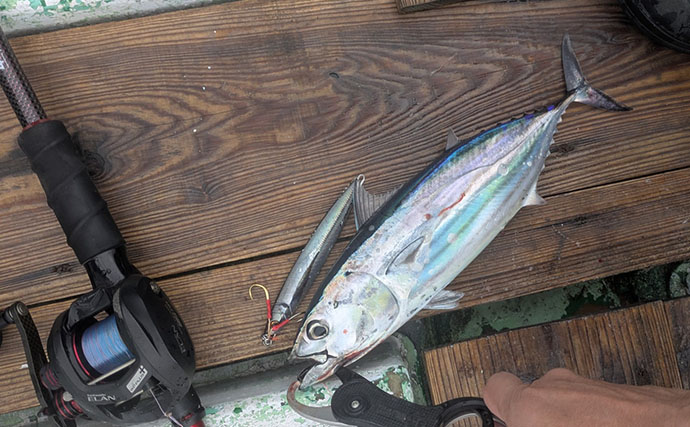 500円の「格安ジグ」でも魚は釣れるのか？ 初対面のマトウダイがヒット【三重】
