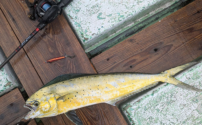 500円の「格安ジグ」でも魚は釣れるのか？ 初対面のマトウダイがヒット【三重】