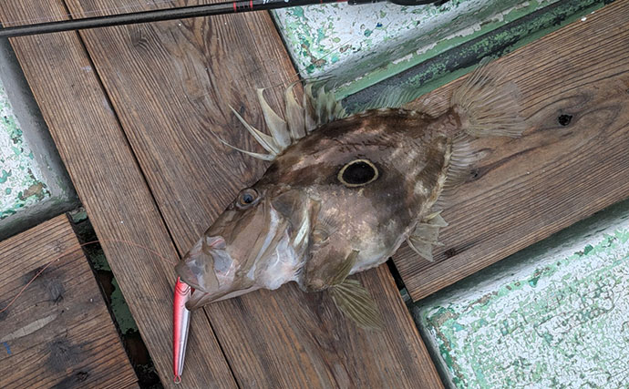 500円の「格安ジグ」でも魚は釣れるのか？ 初対面のマトウダイがヒット【三重】