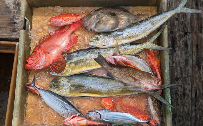 500円の「格安ジグ」でも魚は釣れるのか？ 初対面のマトウダイがヒット【三重】