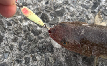 ショアからタチウオを狙ったけど…  「回遊待ち」に疲れて沖釣りを考えた…
