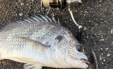 夏に週2回釣りに行くとダイエットになるのか試してみた 「3か月で7kg…