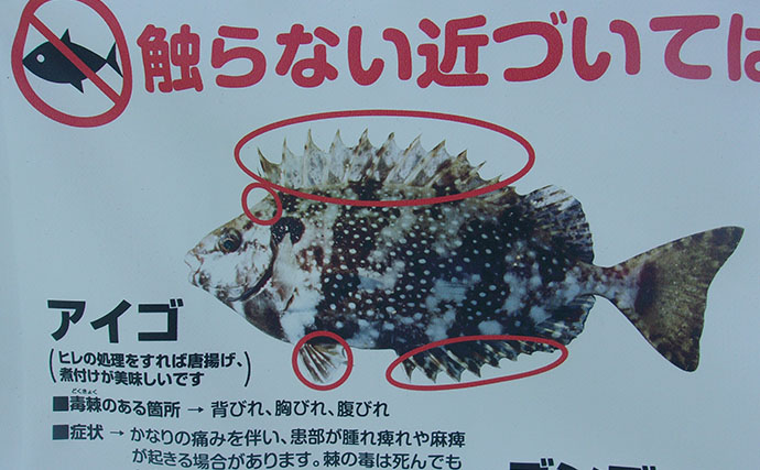 「小アジが全く釣れない…」 狙いと仕掛けを変えたら34cmウマヅラハギ登場！【須磨海づり公園】
