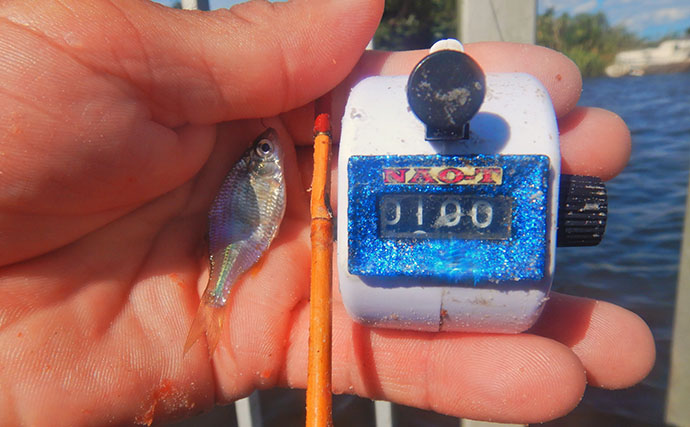 霞ヶ浦のタナゴ釣りで107尾　オオタナゴ＆タイリクバラタナゴの「束釣り」を達成