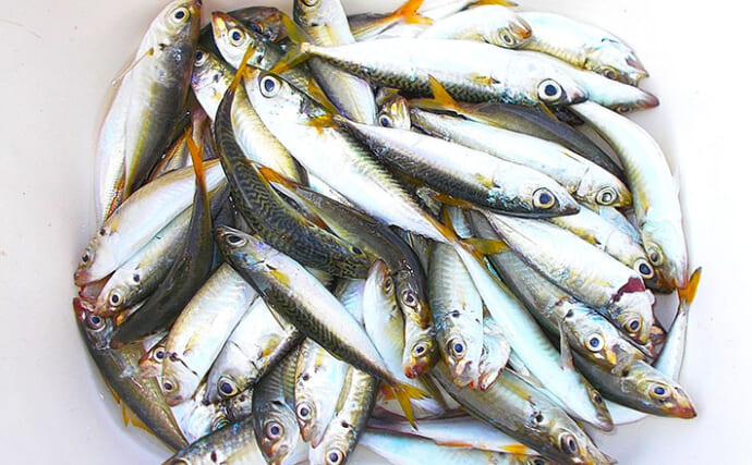 のませ釣りの「エサ確保」が実は面白い！　小アジを探していたらついつい50匹キャッチ