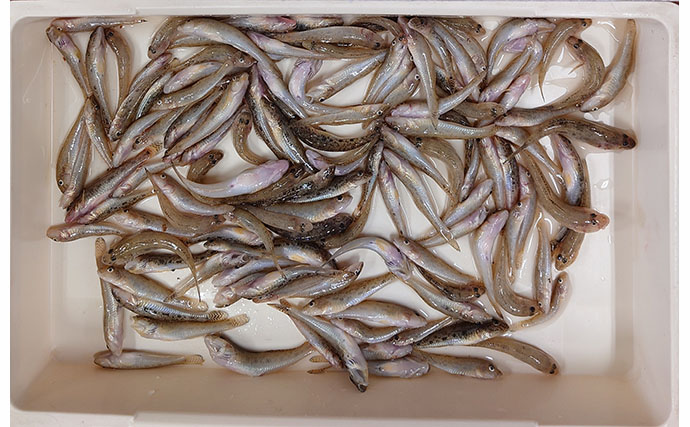 ハゼ釣りで「5時間539匹」の爆釣！ 仕掛けを入れれば一荷連発の高活性【木曽川・揖斐川】